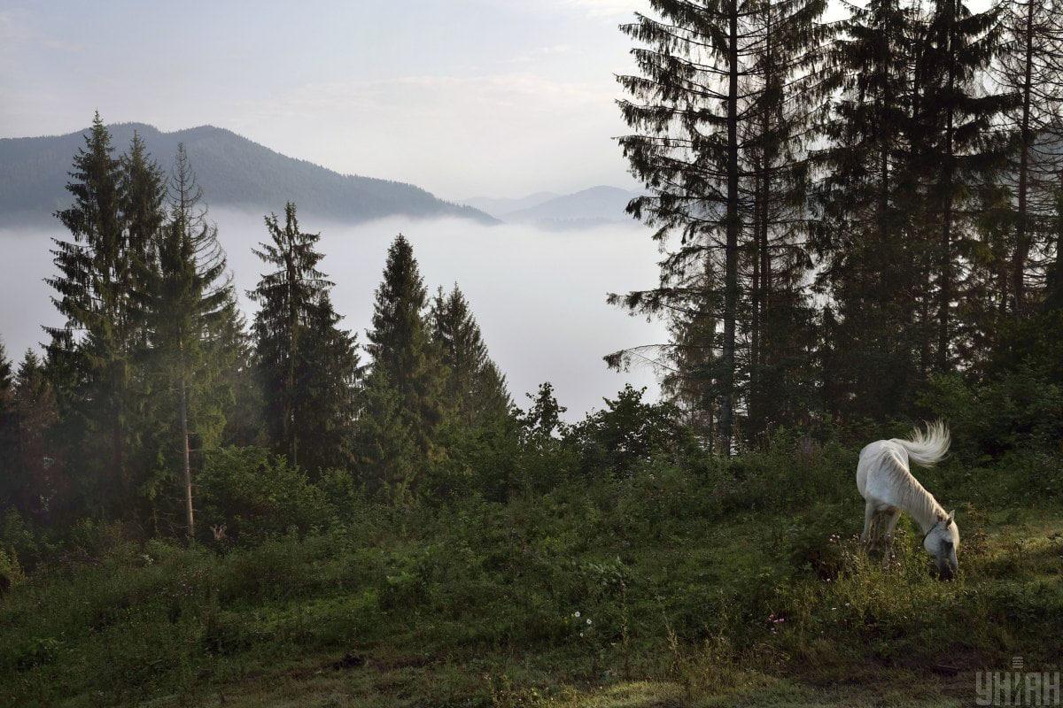 Najít mazané zvíře mezi letní krajinou za 12 vteřin / koláž z fotografie Mojeu