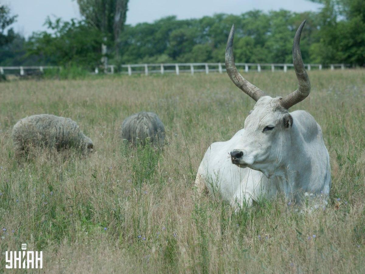 Foto Moje