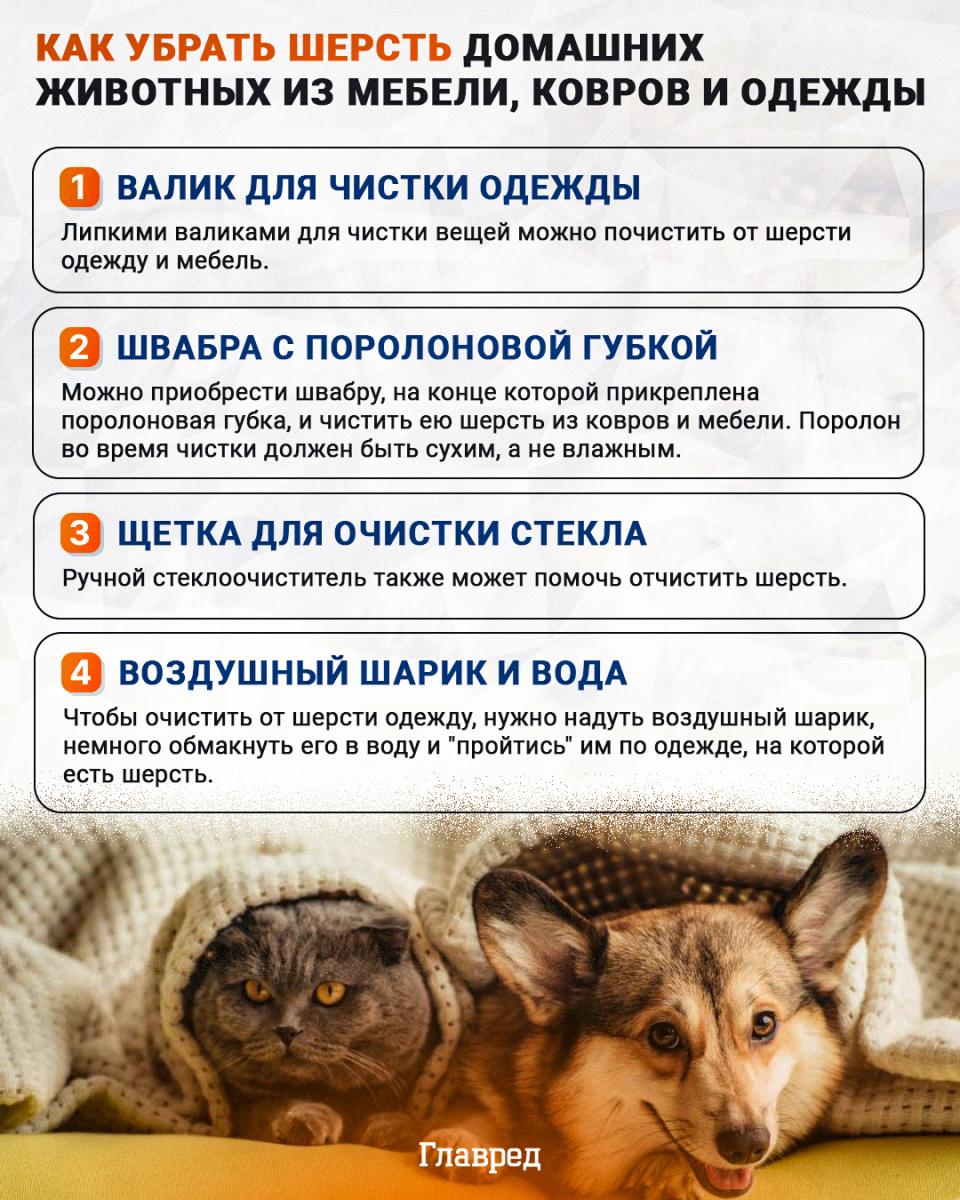 Infografika Jak odstranit zvířecí chlupy