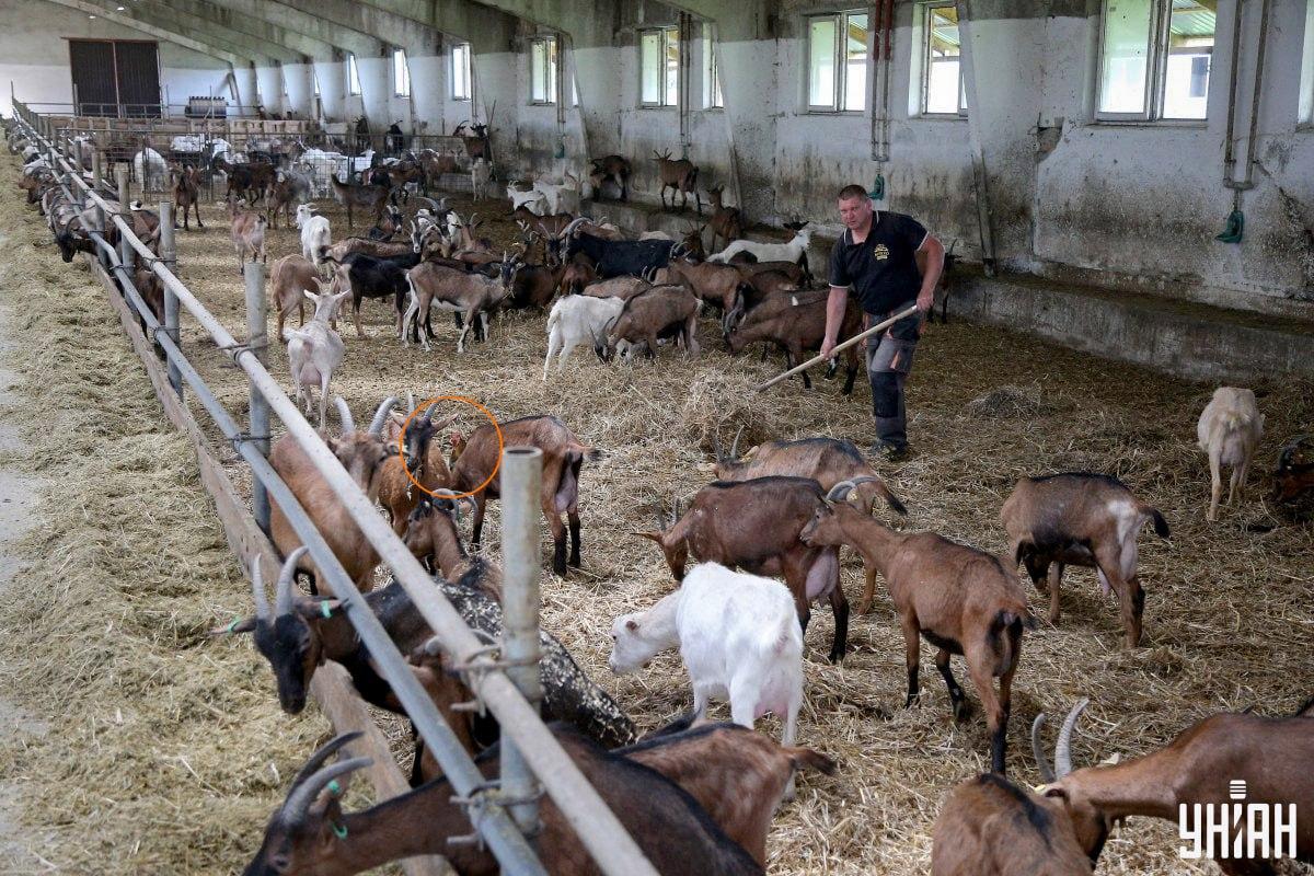 Domácí pták se nacházel poblíž středu obrázku / koláž s fotografií Moje