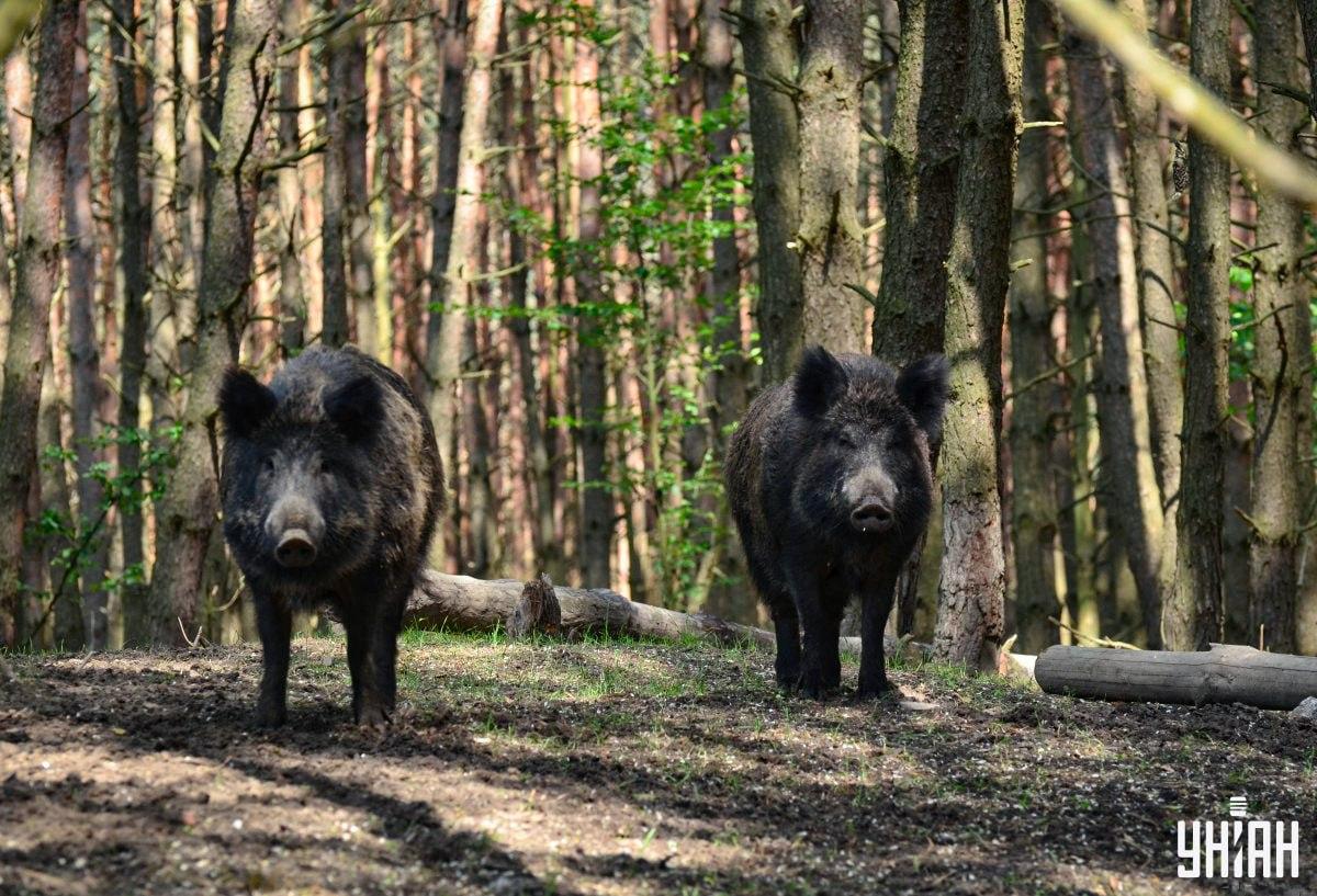 Najděte v lese chytré sovy včas / Moje foto koláž