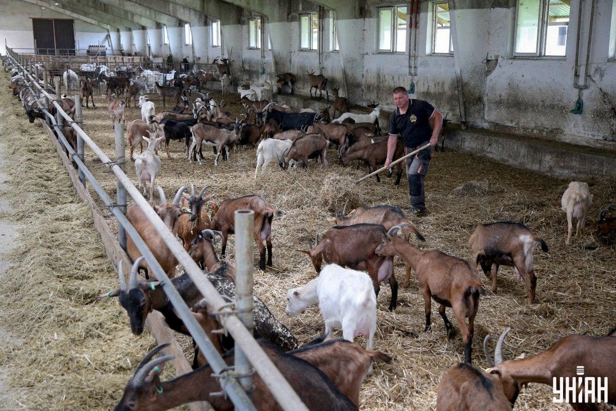 Najdi na obrázku neposedného kohouta v čase / koláž s fotografií Moje