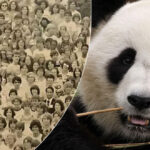 Rychlostní hádanka: musíte najít tajemnou pandu na historické fotografii.