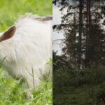 Všichni vidí koně a jen někteří najdou mazanou kozu za