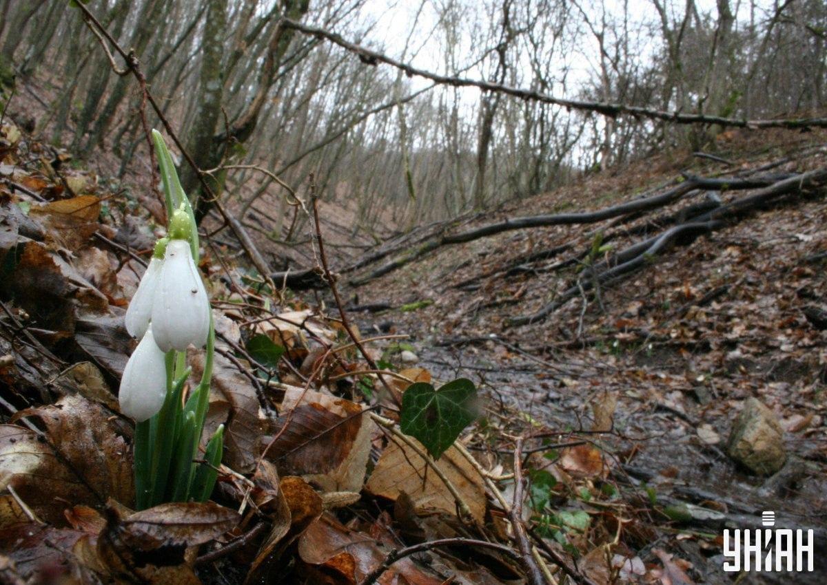 Najdi lišku v lese za 9 sekund / koláž s fotografií Moje