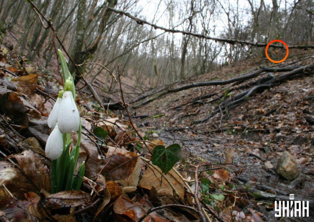 Liška se nacházela nedaleko levého horního rohu obrázku / koláže z fotografie Mojeu