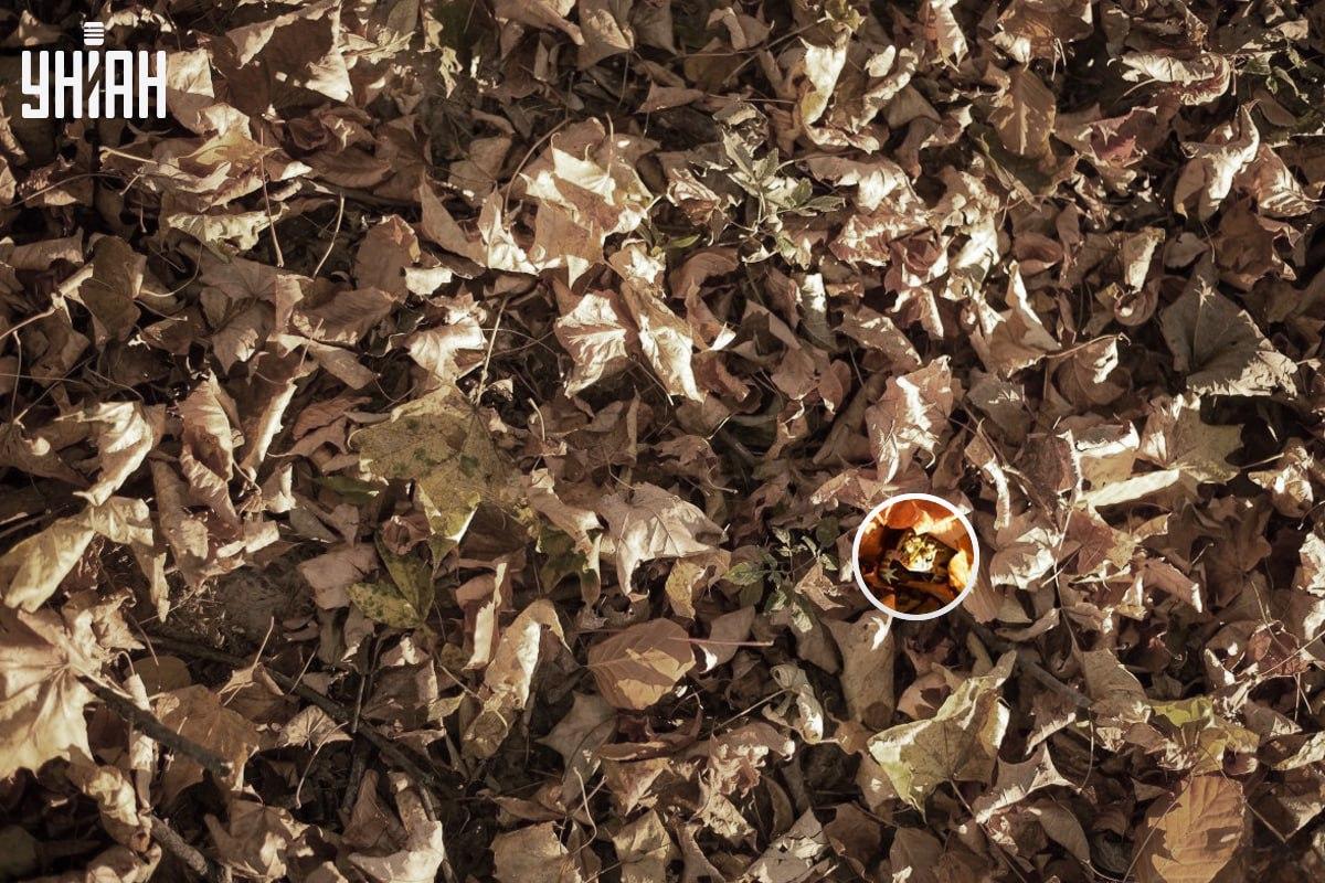 Žába byla u levého dolního rohu obrázku / koláže s fotografií Moje