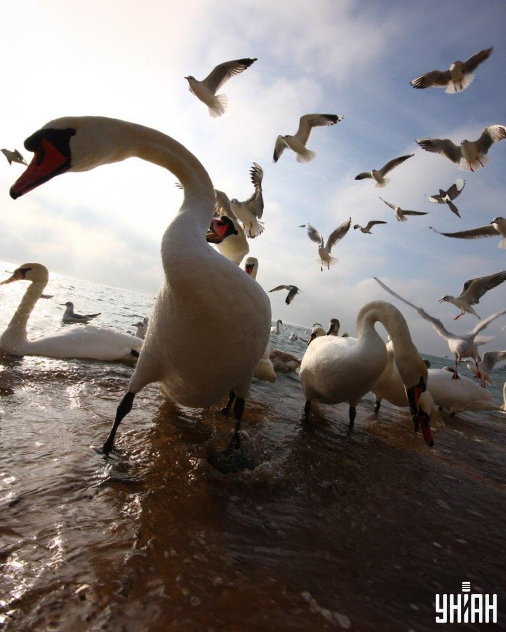 Straku musíte najít za méně než 9 sekund / foto Moje