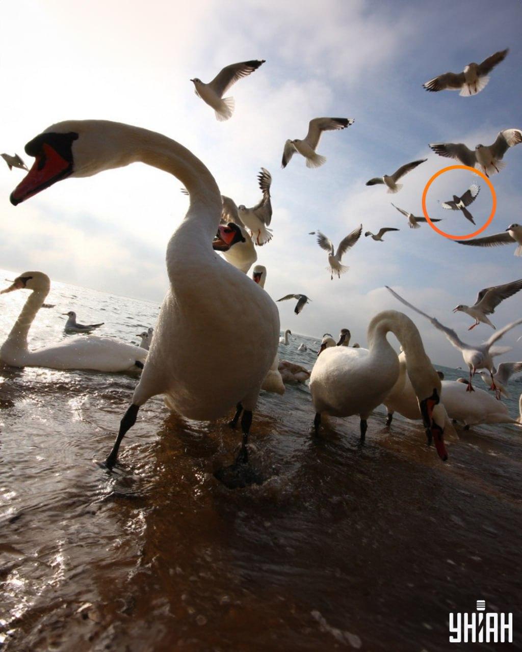 Mazaná straka byla nedaleko jednoho z horních rohů optické skládačky / foto: Moje