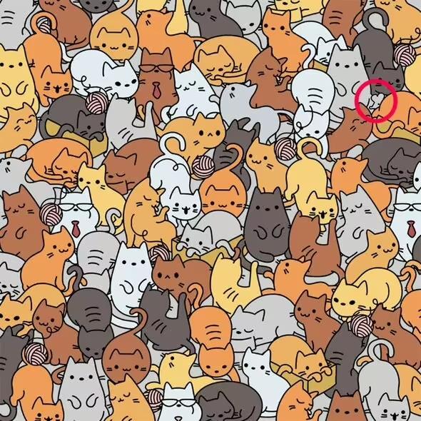 Řešení / Everypaw Pet Insurance