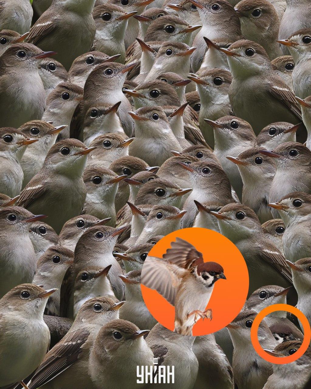 Vrabec se nacházel ve spodní části skládačky / koláž Moje