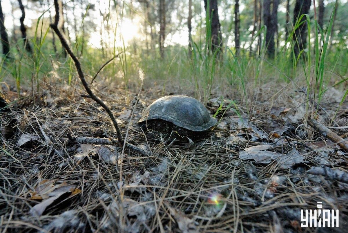 Najděte houbu na vizuální hádance / koláži s fotografií Mojeu