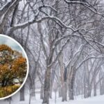 Co symbolizuje jilm: je to skutečně „strom smrti“?
