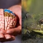 Jen úžasně schopní lidé uvidí žábu za 5 sekund: „bludná“