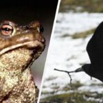 Máte oči jestřába, pokud uvidíte žábu mezi vránami za 7