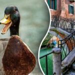 Najděte kachnu na obrázku do 10 sekund: hádanku může vyřešit