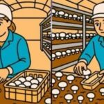 Super hádanka: najděte 3 rozdíly na obrázcích baličky hub za